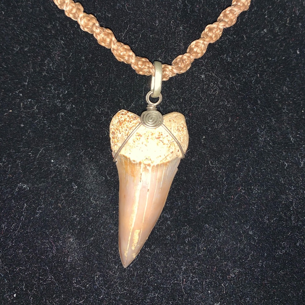 Free shipping-Fossilized Mako Shark tooth necklace